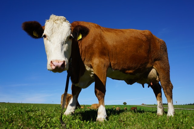 south-korea-beef-blockchainLand