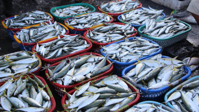 overfishing-waste-seafood-blockchainLand