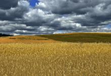 Agricultural-Revolution-Blockchain-Big-Data